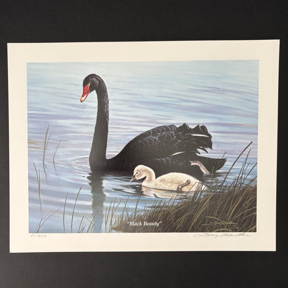 Larry Chandler Black‎ Swan Cygnet Black Beauty Birds Art Print Signed Numbered